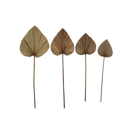 Decoratieve Palmblad Set van 4 - Naturel - Palmblad