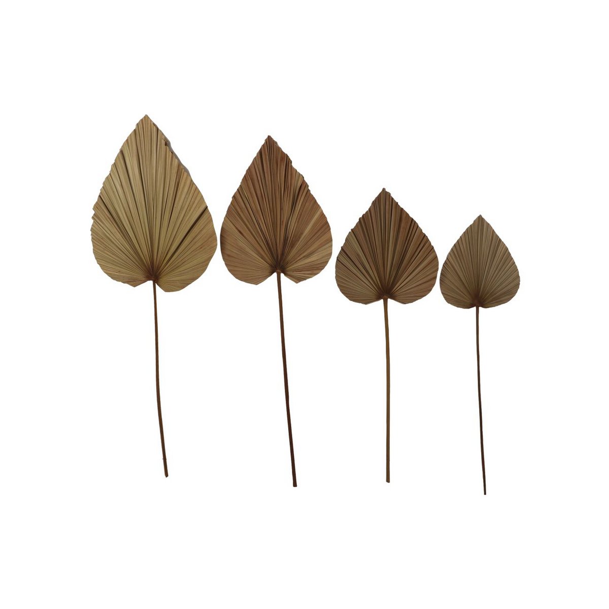 Decoratieve Palmblad Set van 4 - Naturel - Palmblad