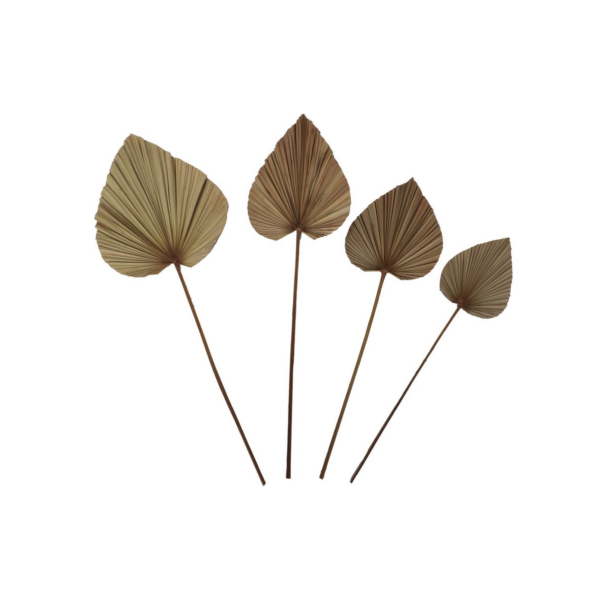 Decoratieve Palmblad Set van 4 - Naturel - Palmblad